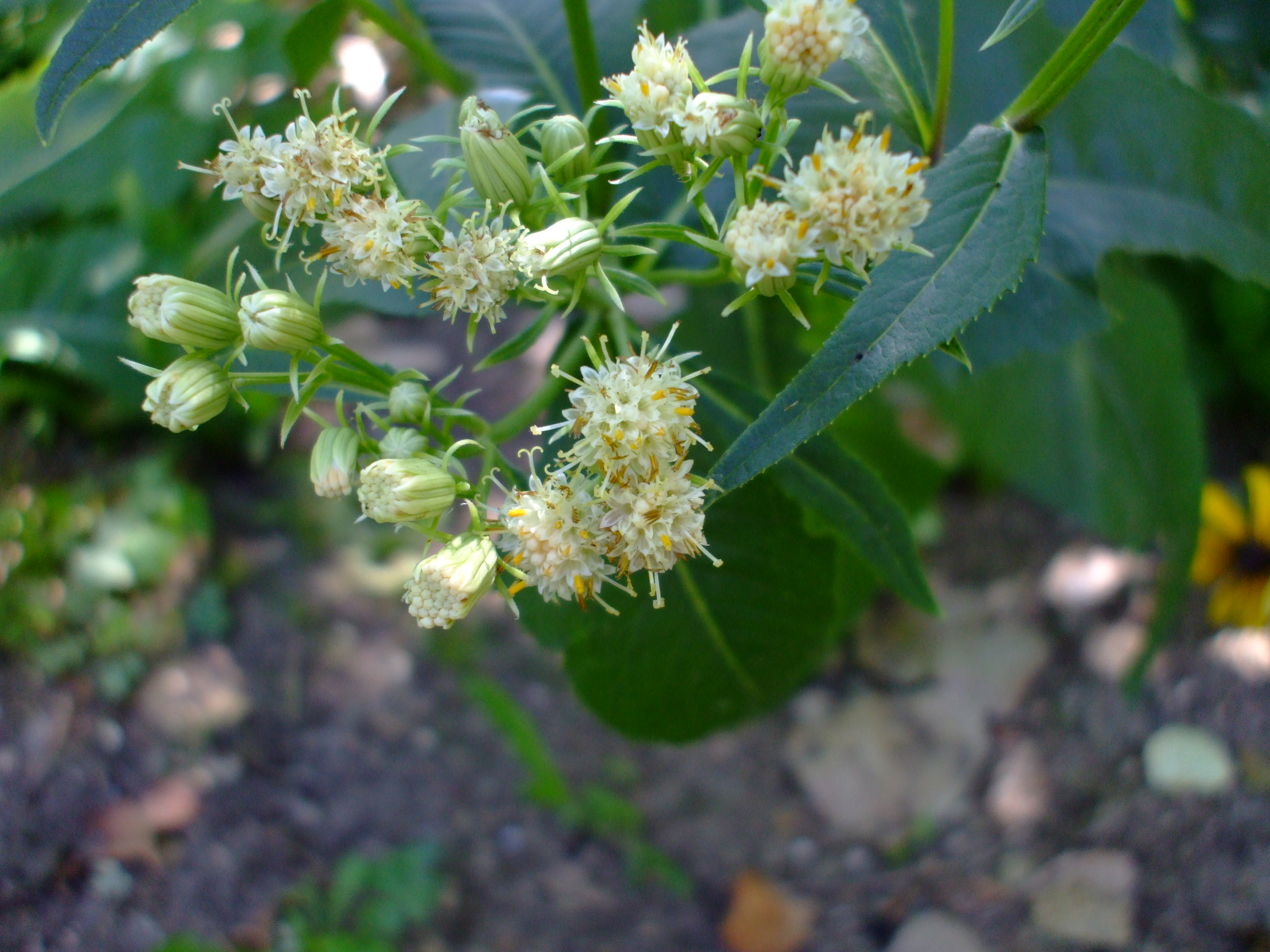 Cacalia suaveolens